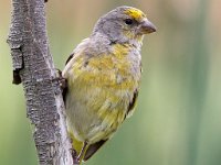 kaapse kanarie2  Cape Canary - Frieda prinsloo 2014 : frieda